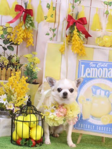 20240413マロンくん